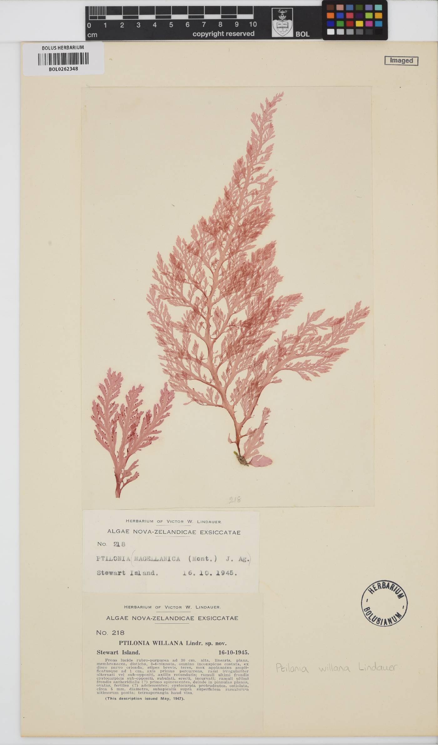 Ptilonia willana image