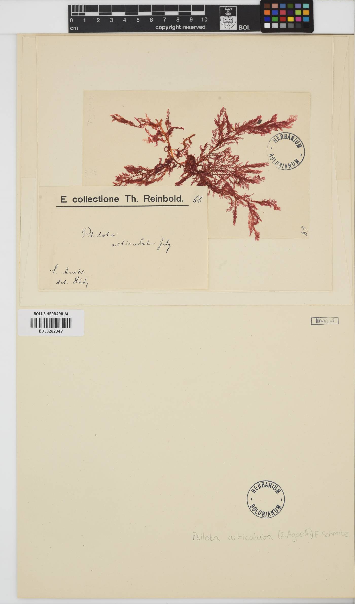 Euptilota articulata image