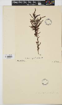 Ptilota asplenioides image