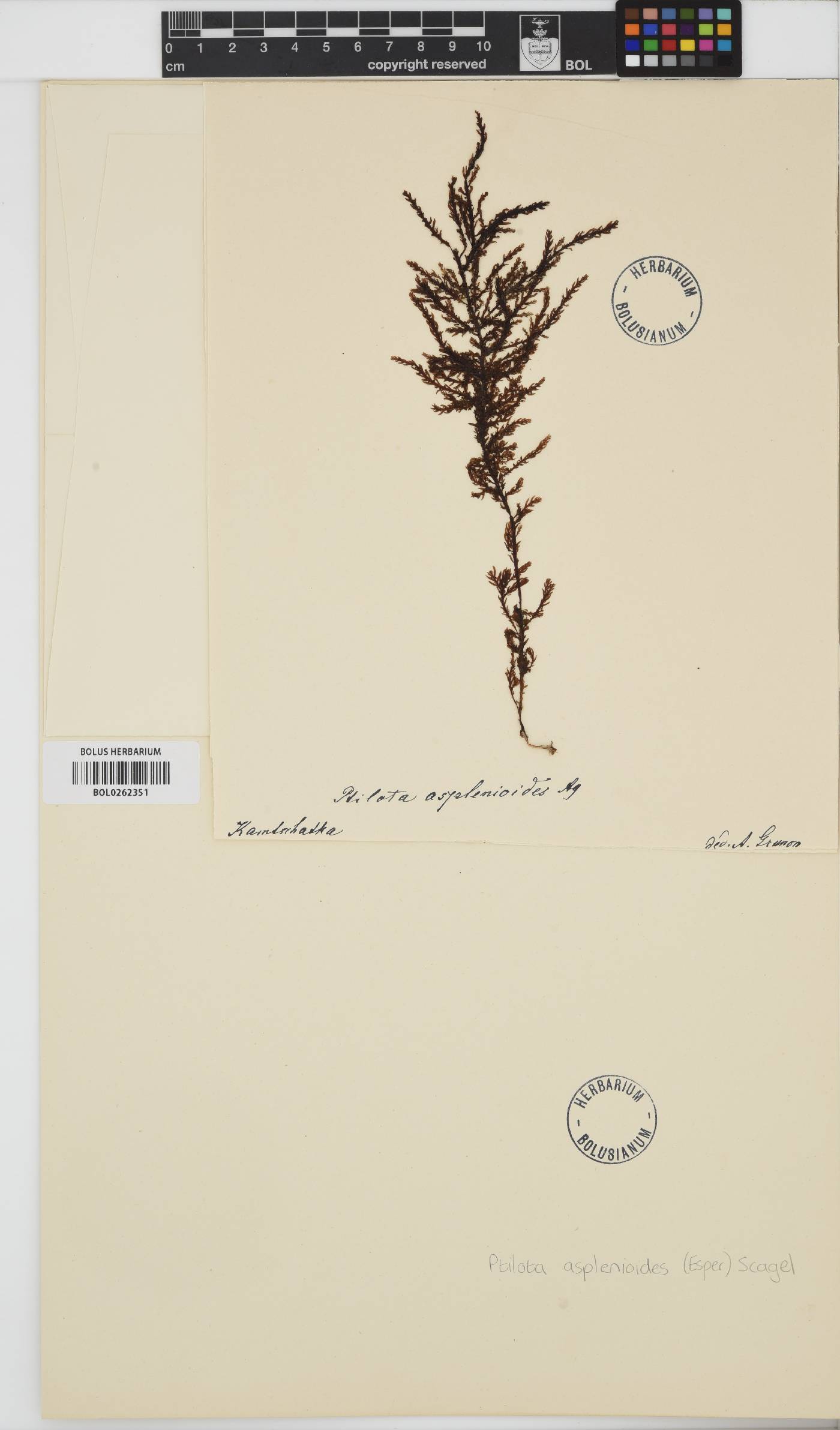 Ptilota asplenioides image