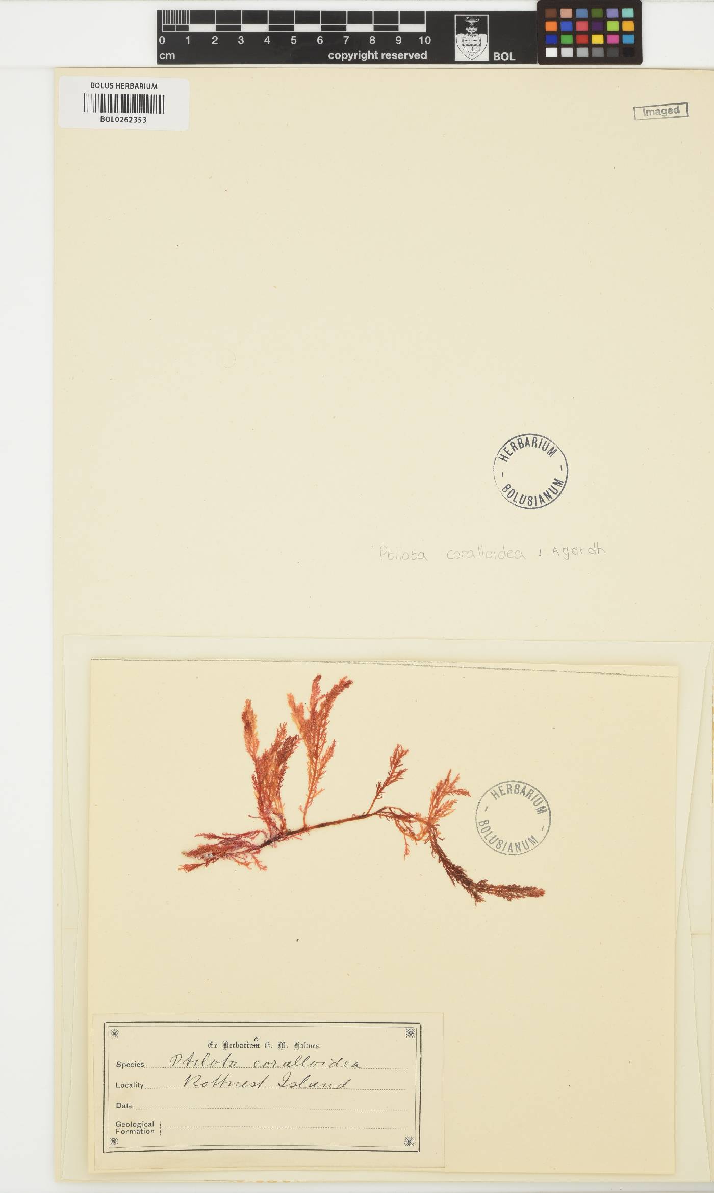 Euptilota articulata image