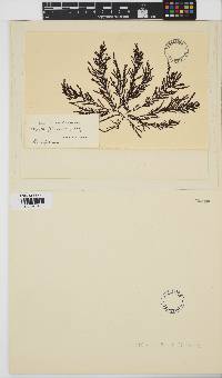 Image of Ptilota filicina