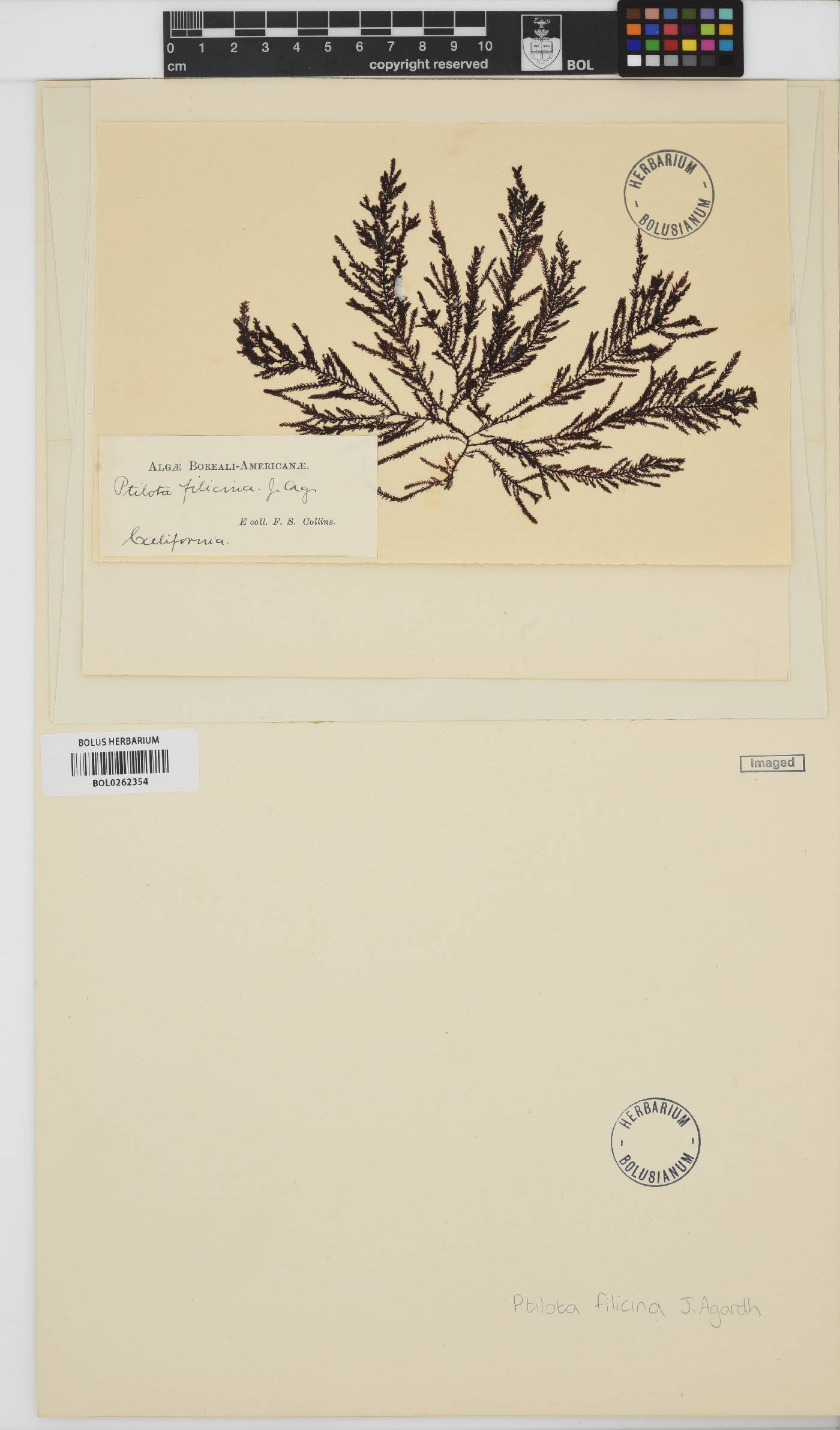 Ptilota filicina image