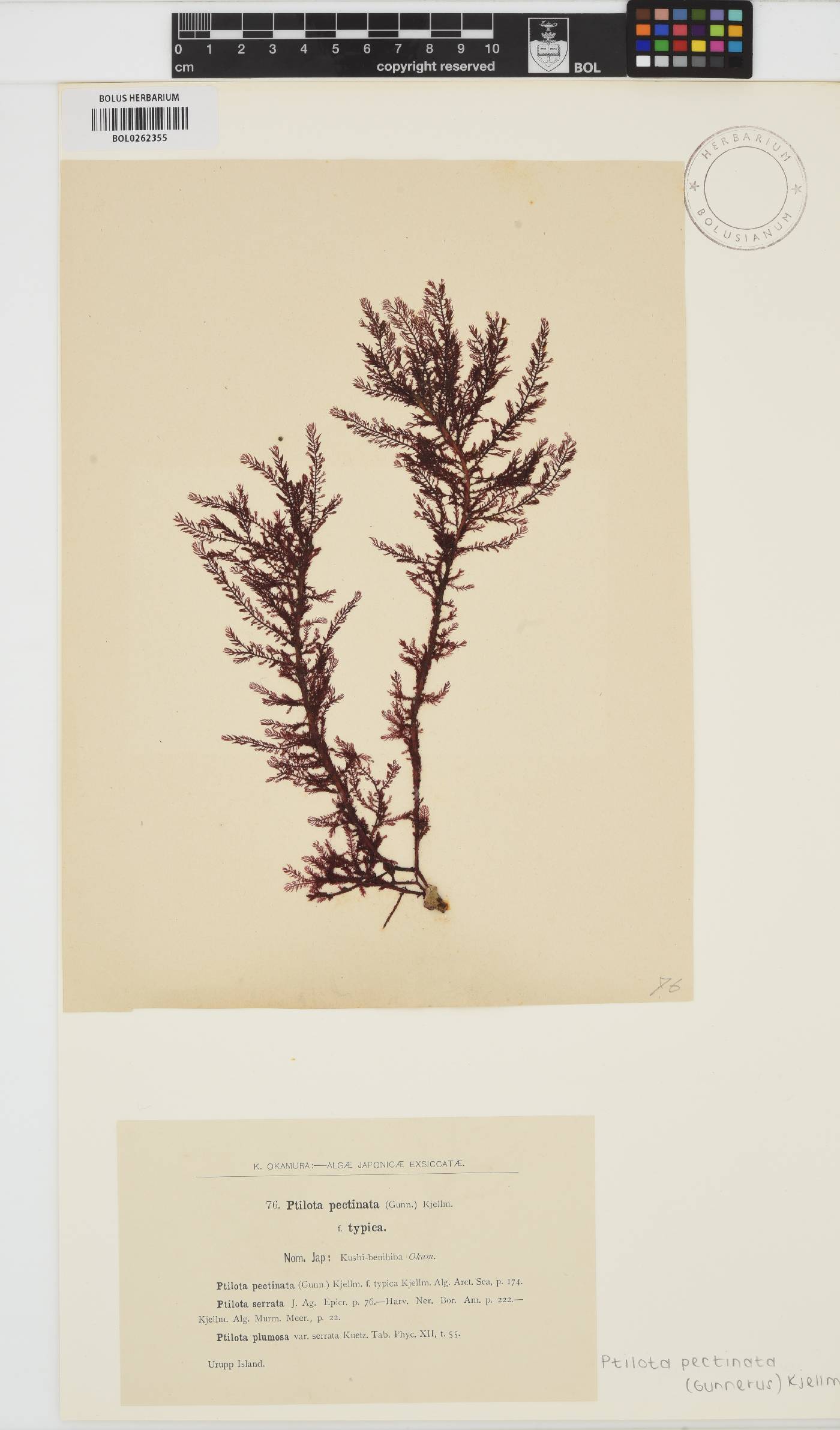 Ptilota serrata image