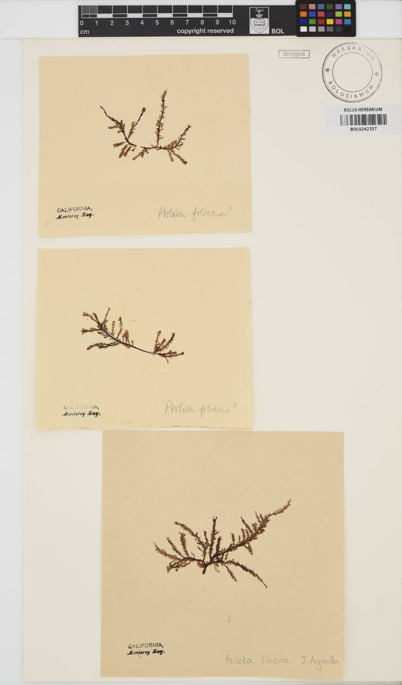 Ptilota filicina image