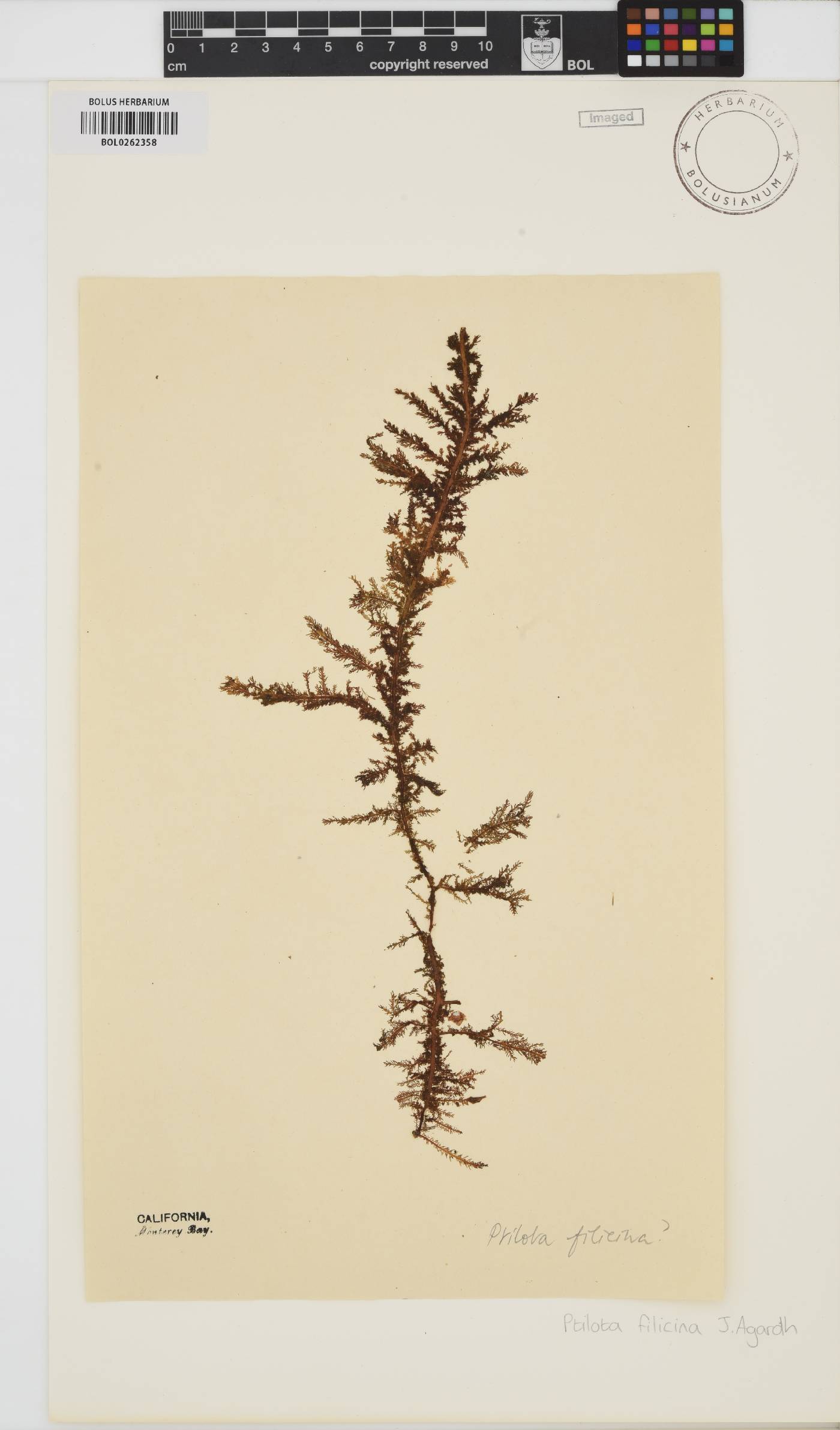 Ptilota image