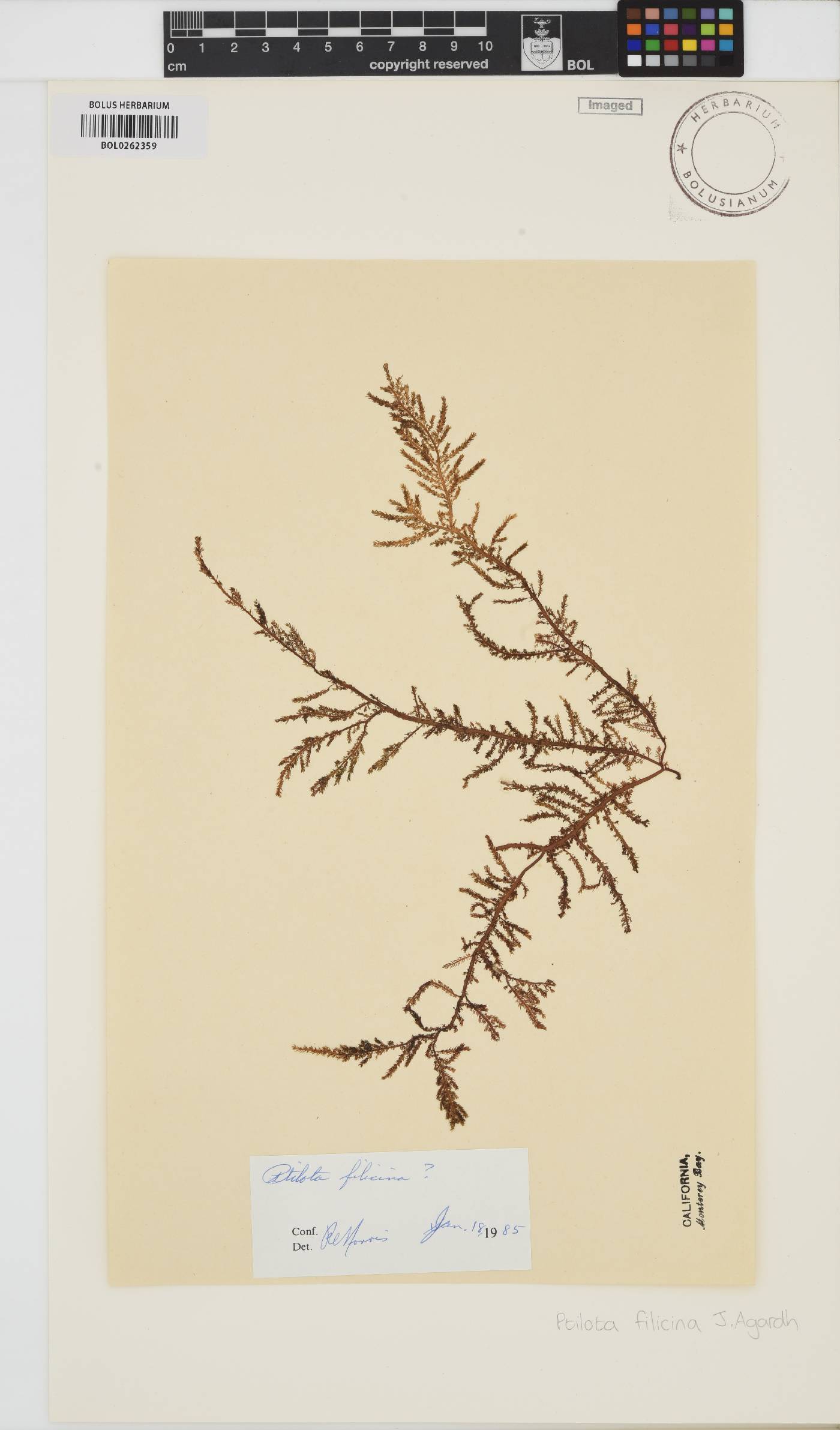 Ptilota filicina image