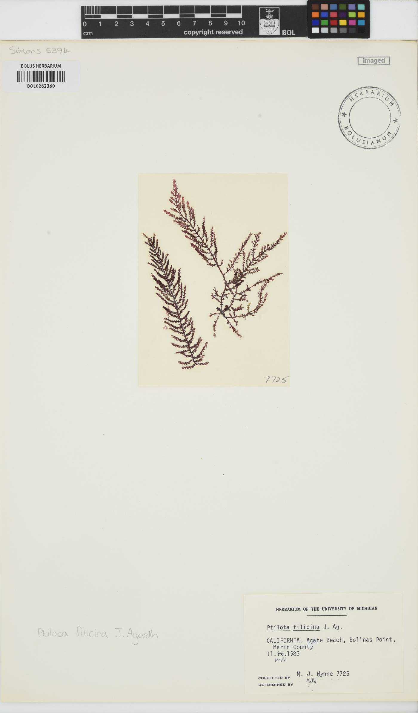 Ptilota filicina image