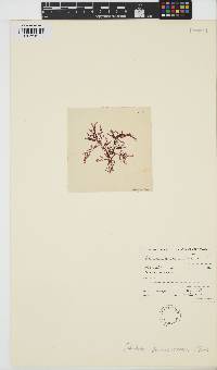 Euptilota formosissima image