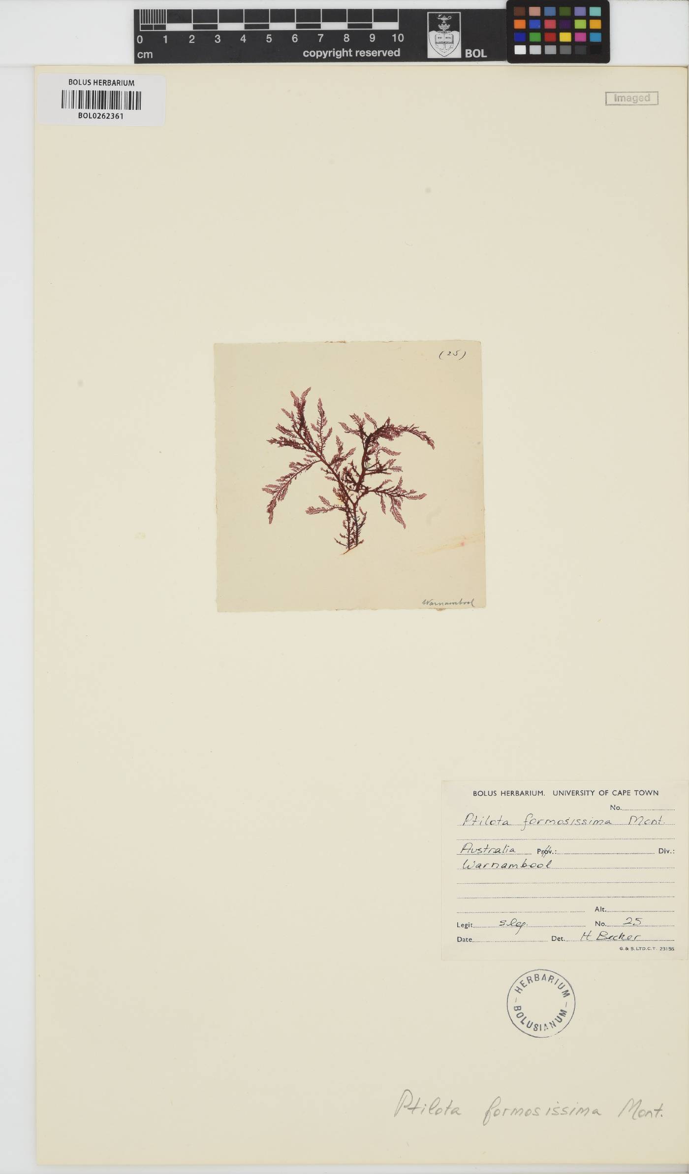 Euptilota formosissima image