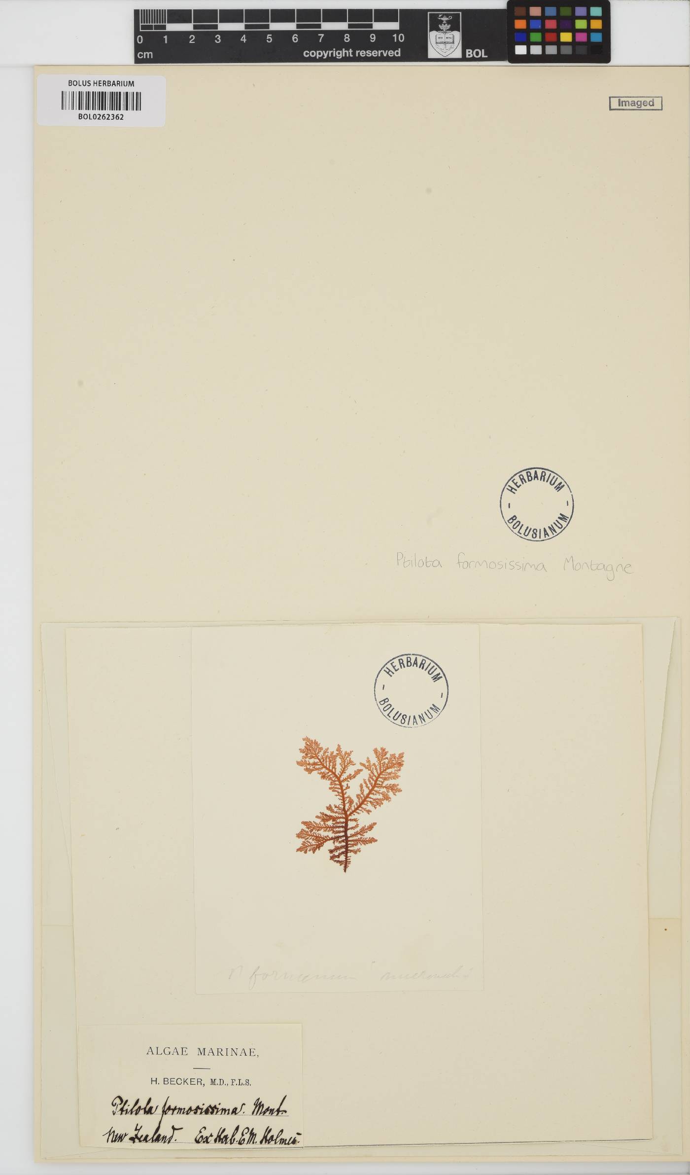 Euptilota formosissima image
