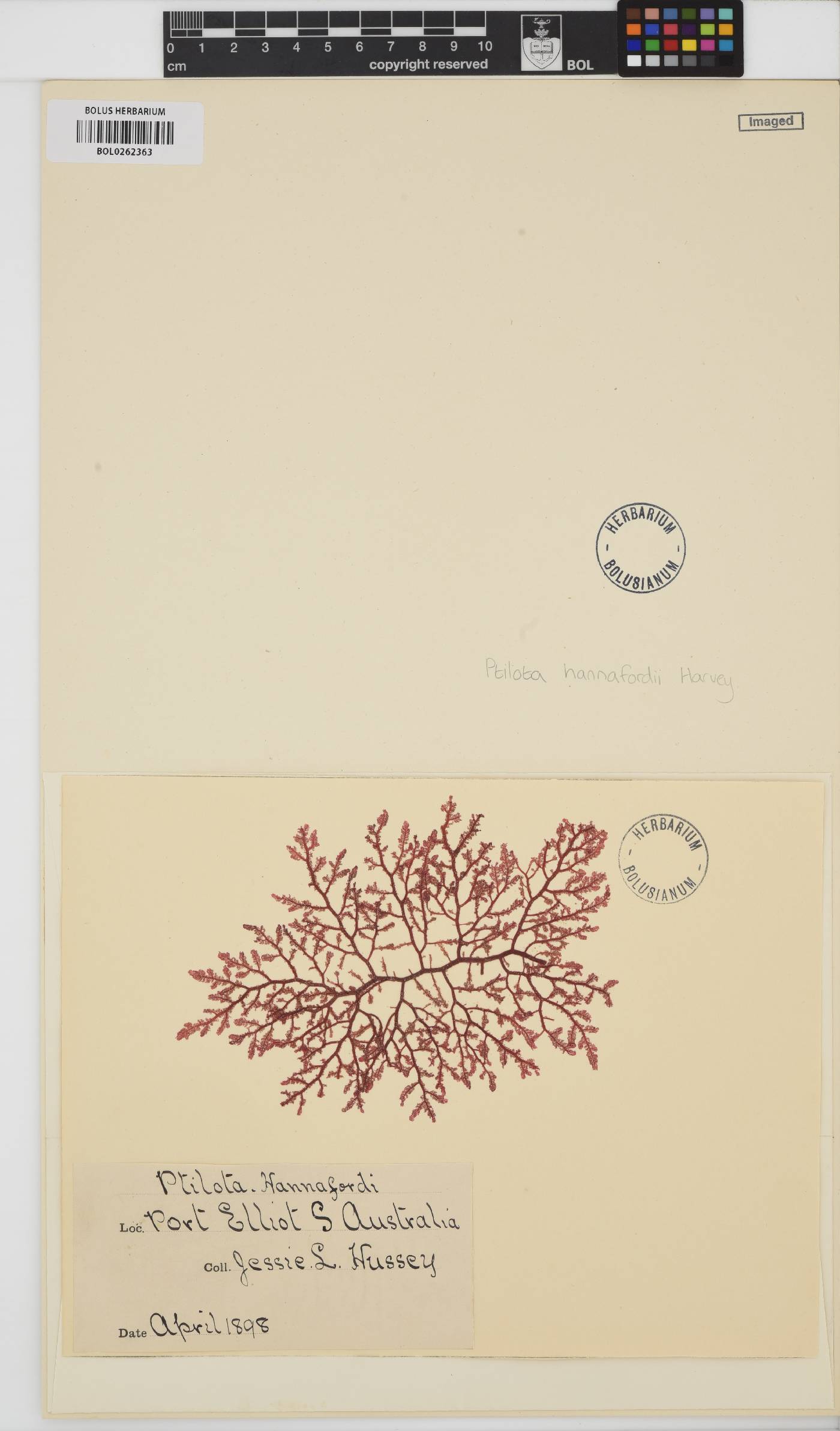 Antithamnion image