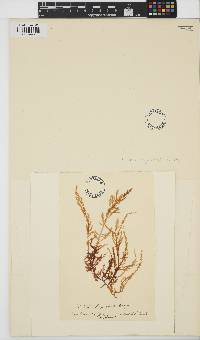 Ptilota hypnoides image