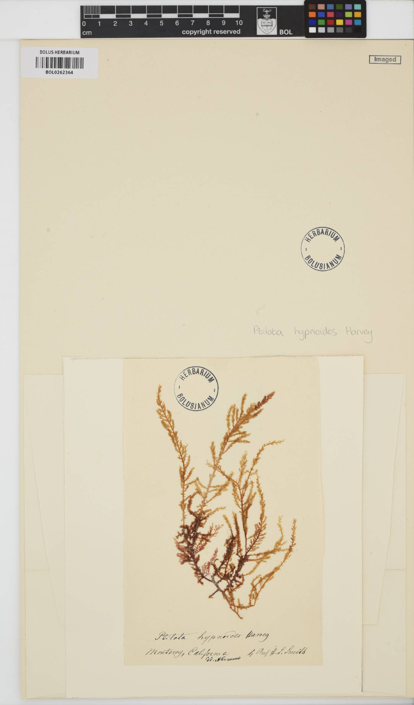 Ptilota hypnoides image