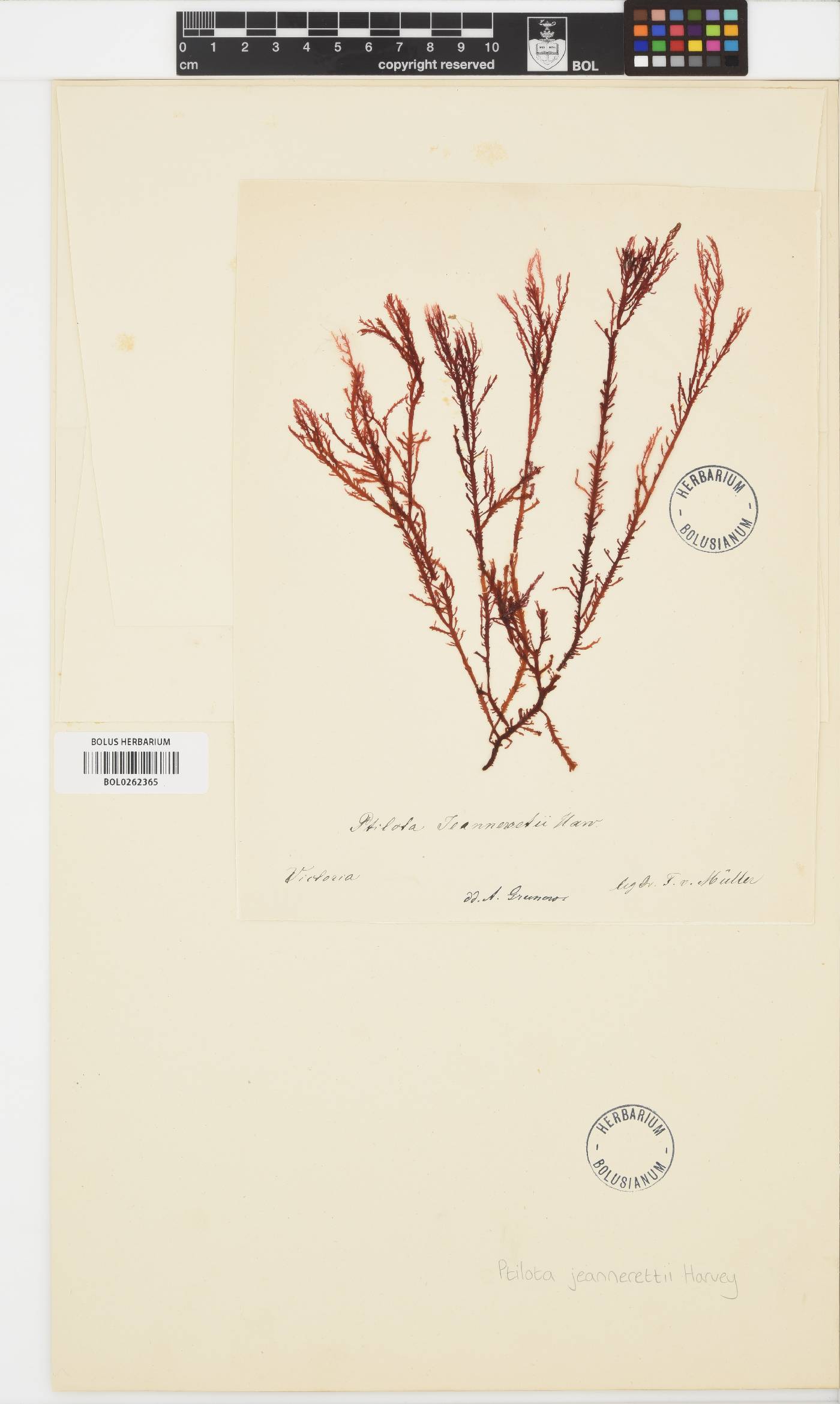 Diapse ptilota image