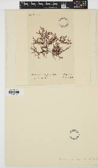 Ptilota serrata image