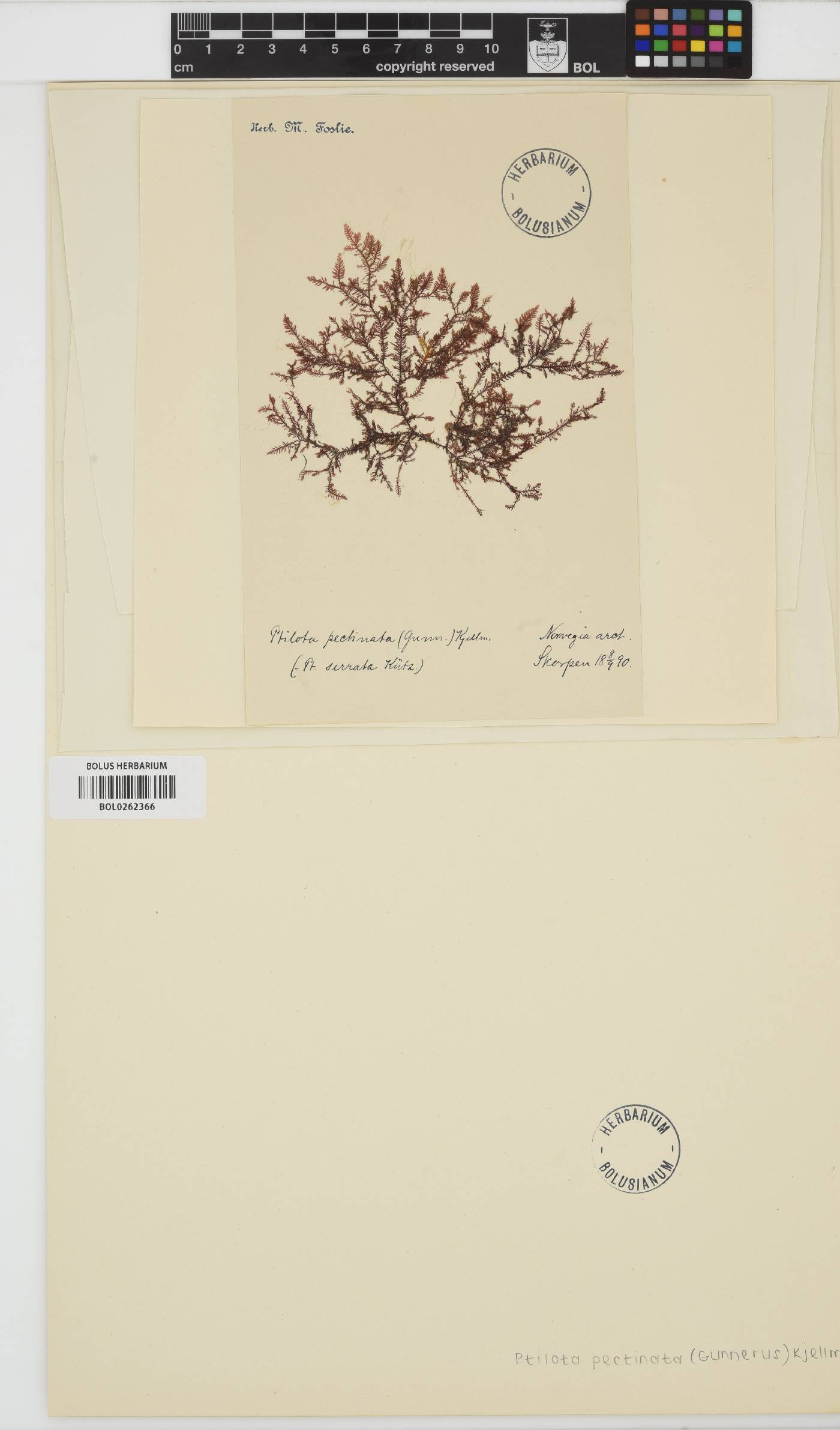 Ptilota serrata image