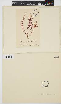 Image of Rhodocallis elegans