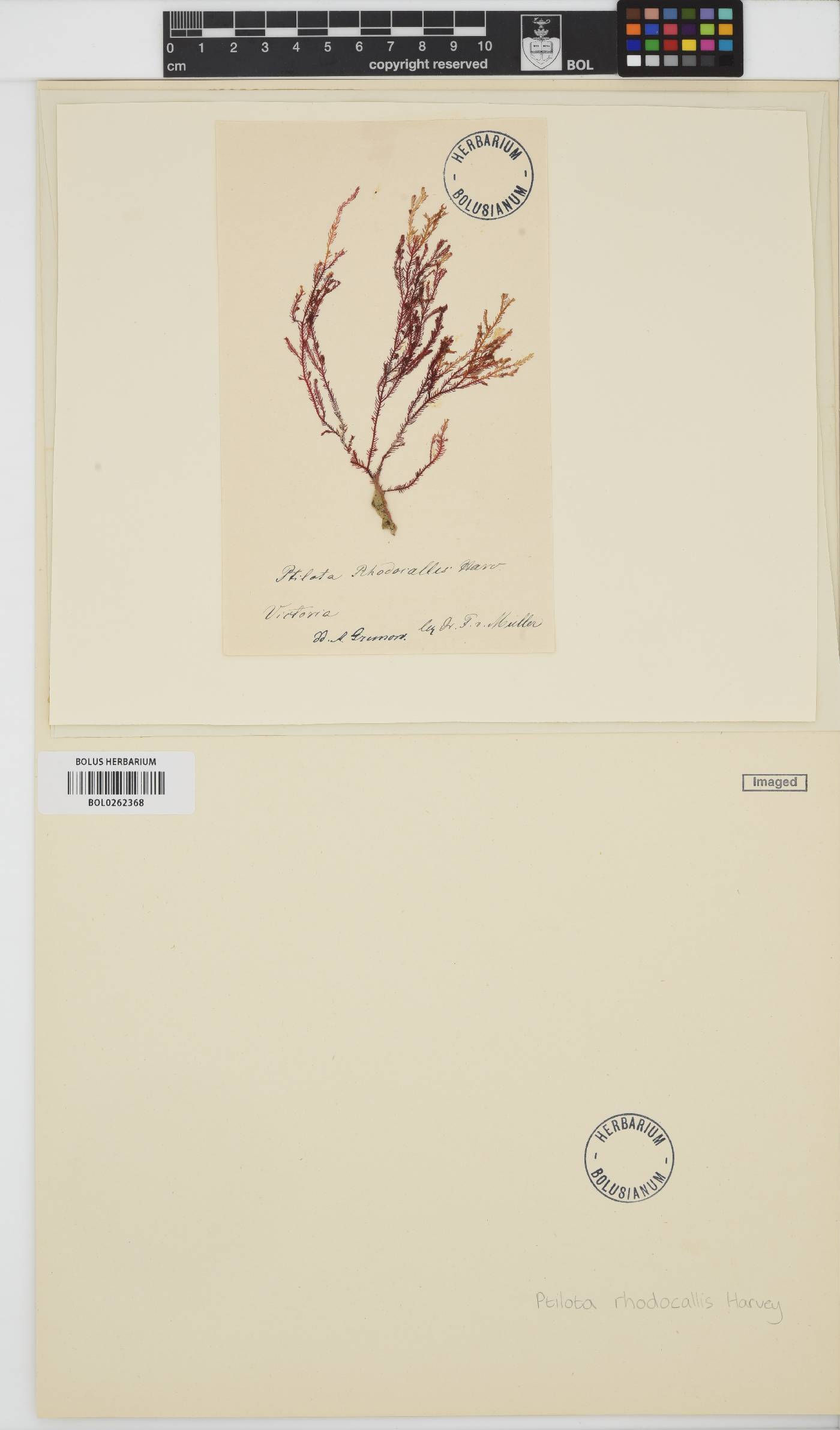 Rhodocallis elegans image