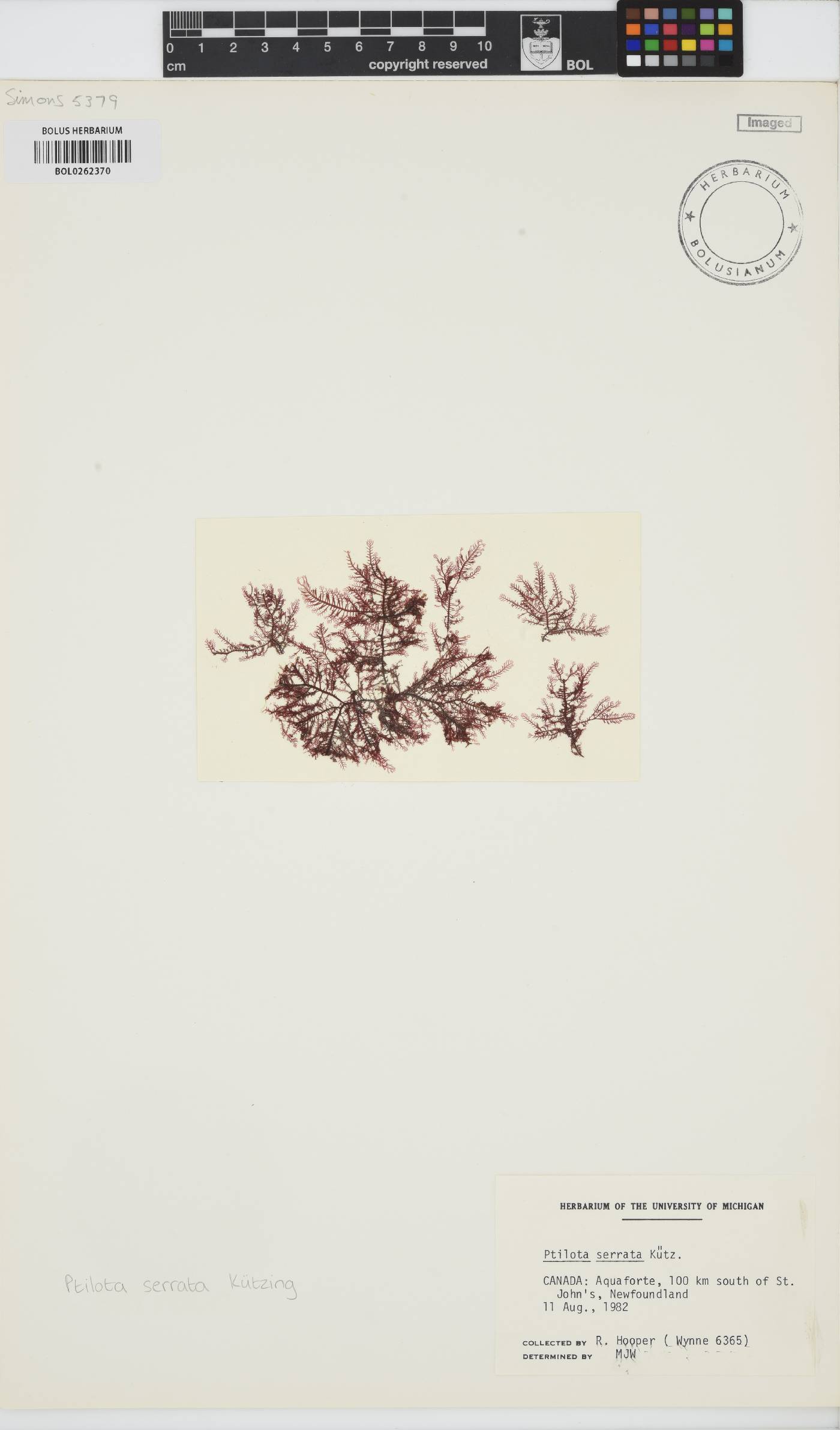 Ptilota serrata image