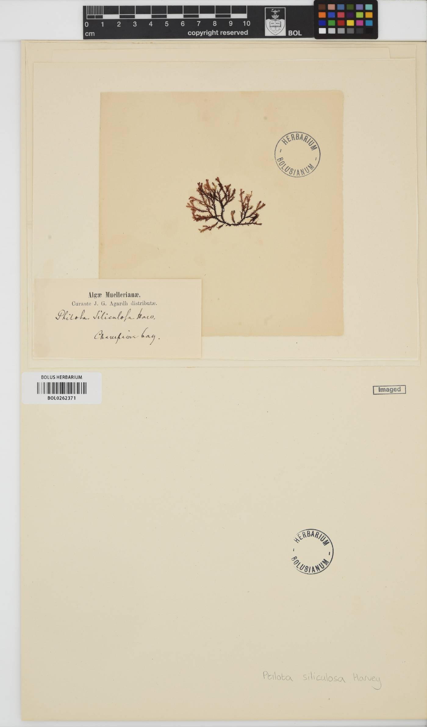 Psilothallia siliculosa image