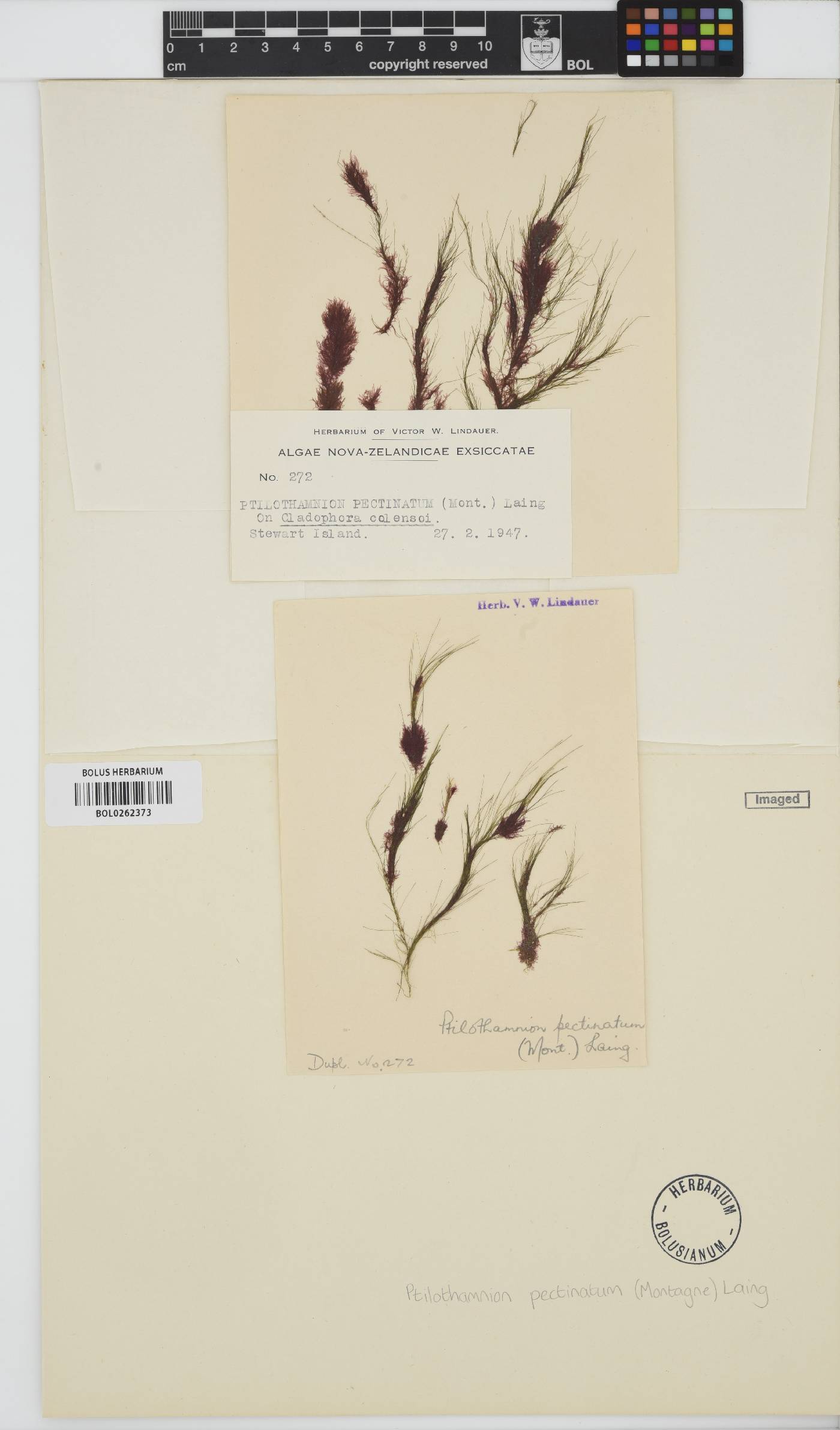 Antithamnion pectinatum image