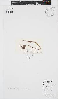 Ptilothamnion subsimplex image