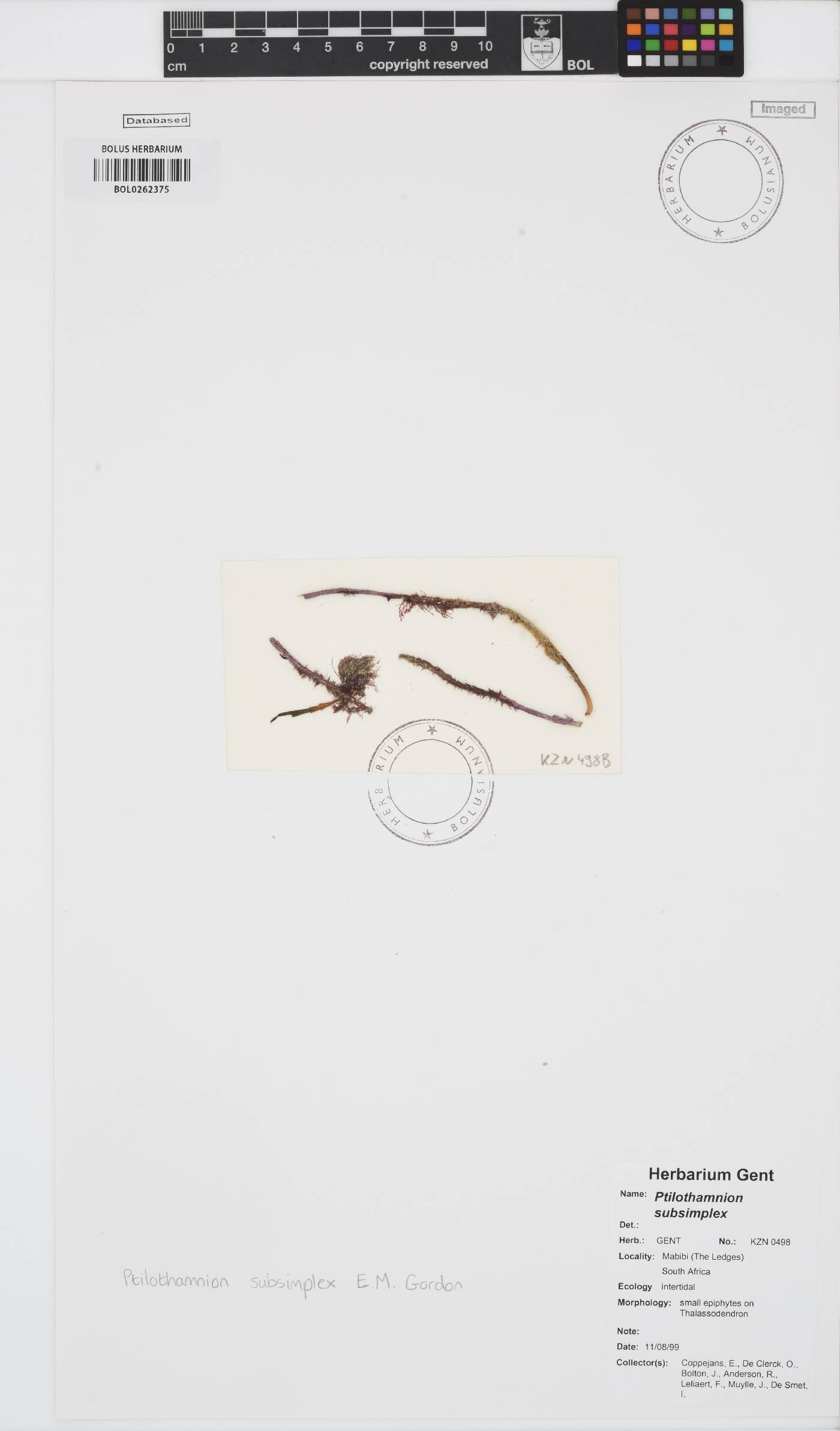 Ptilothamnion subsimplex image