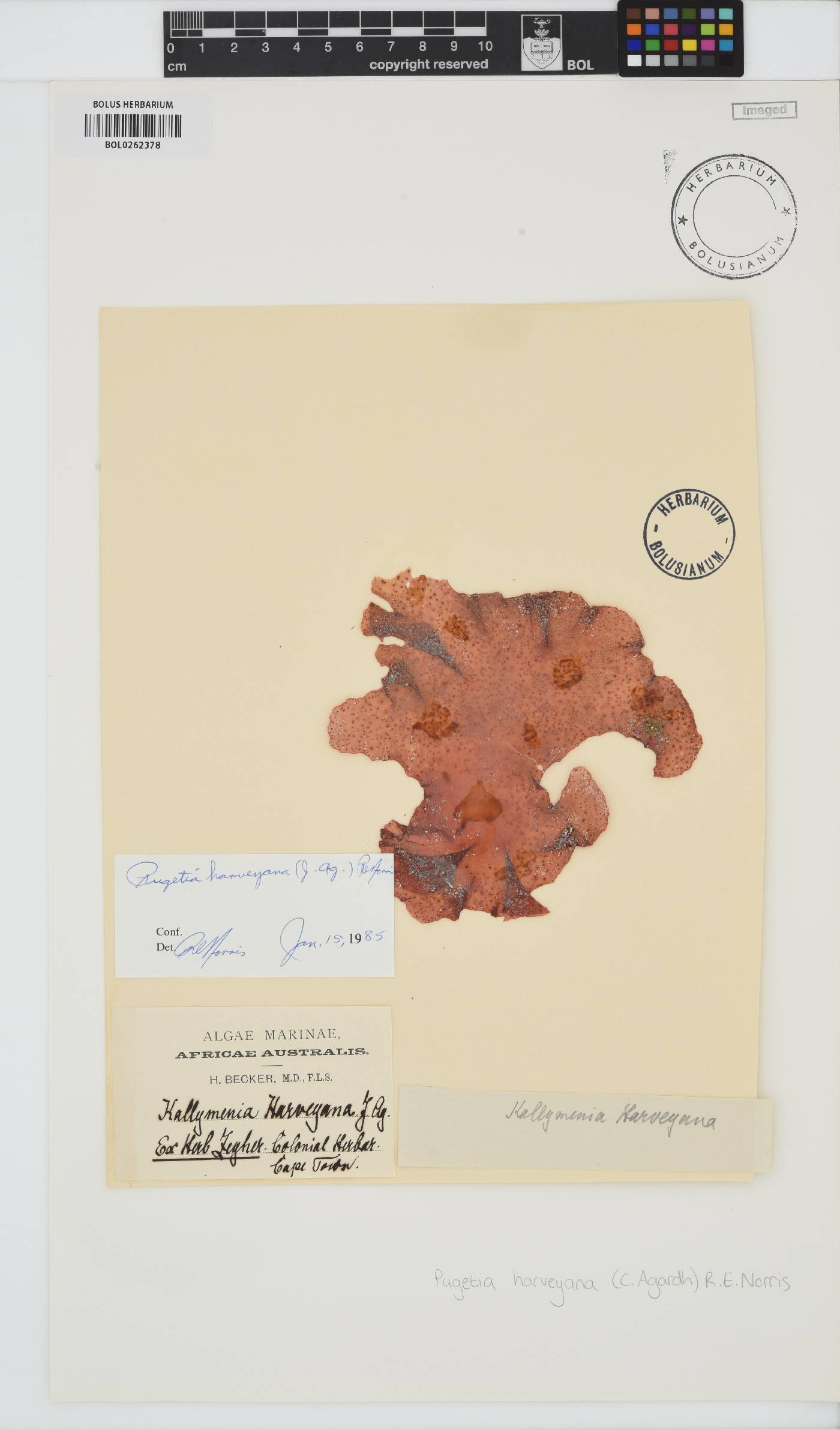 Polycoelia harveyana image
