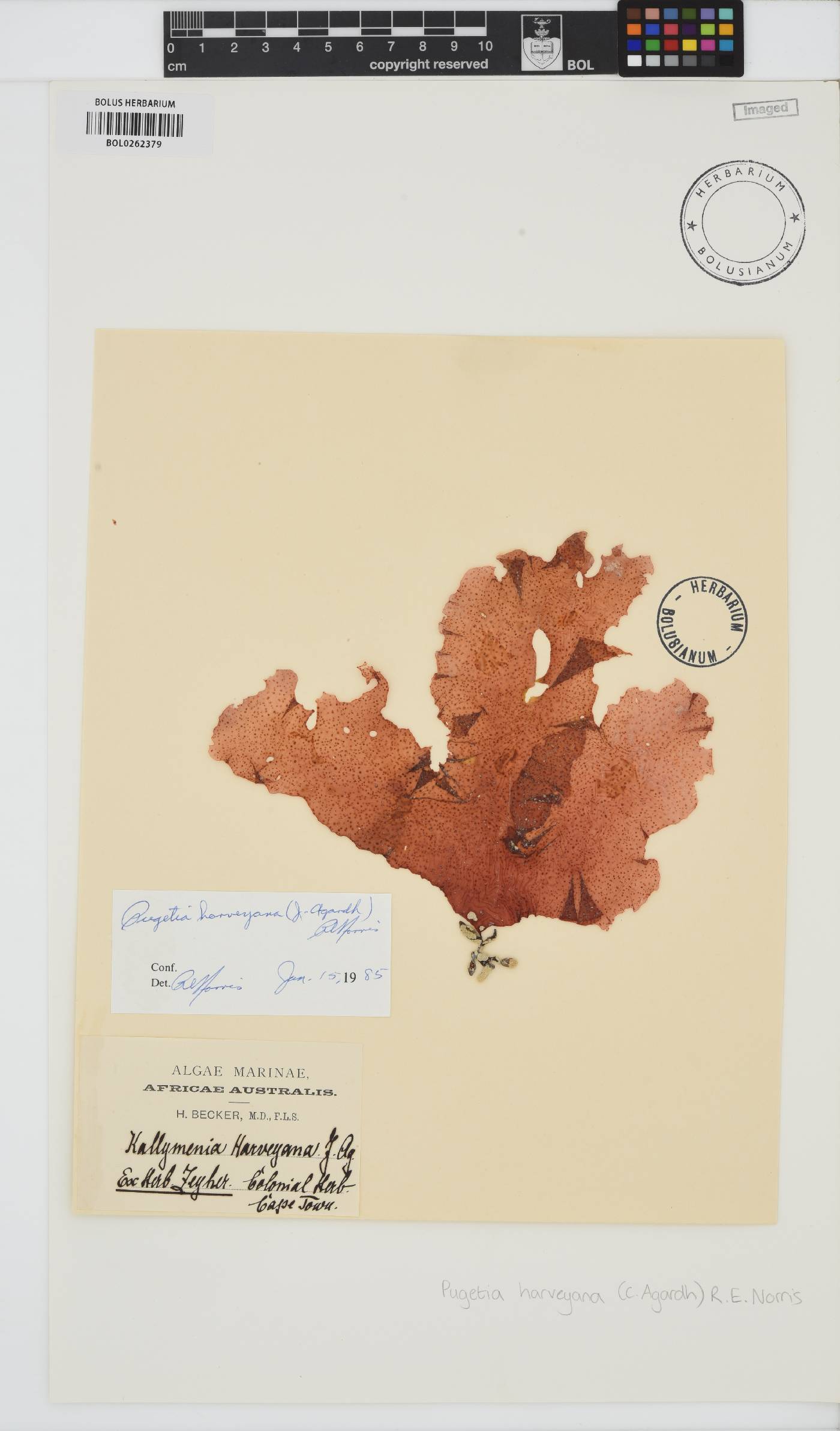 Polycoelia image
