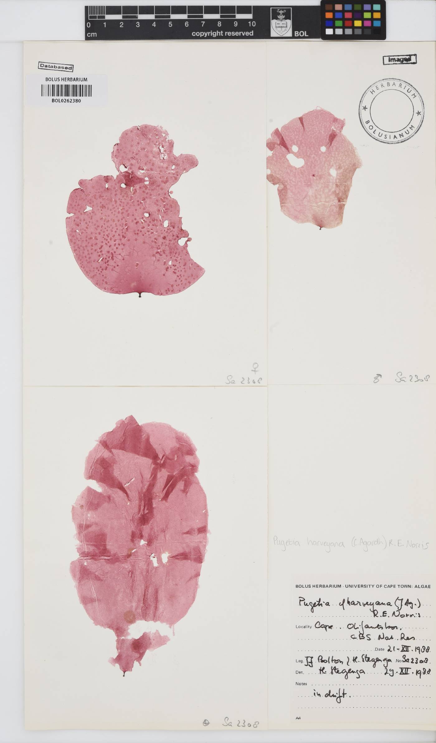 Polycoelia harveyana image