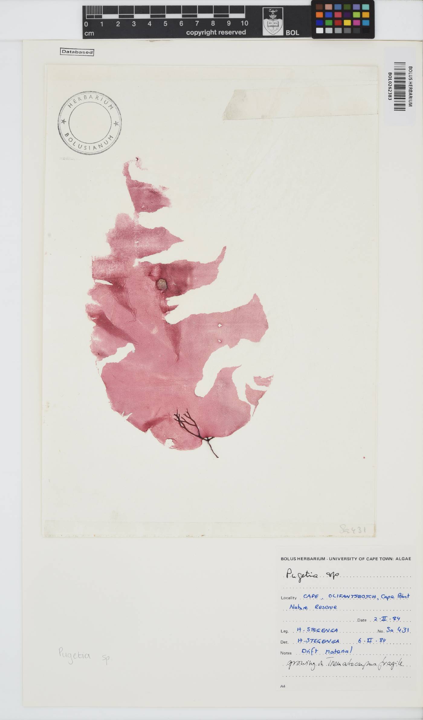 Pugetia image