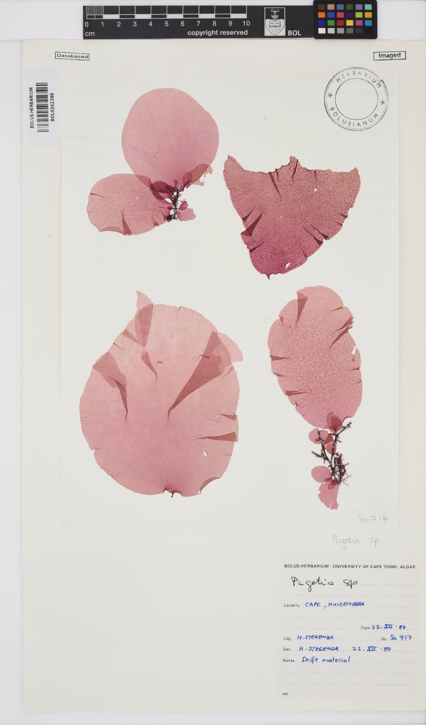 Pugetia image