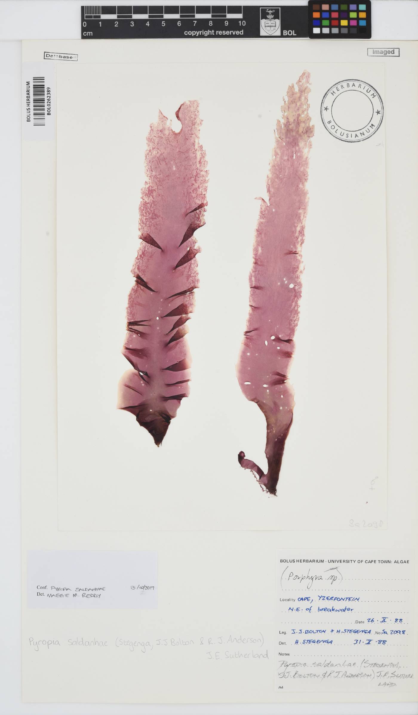 Bangiaceae image