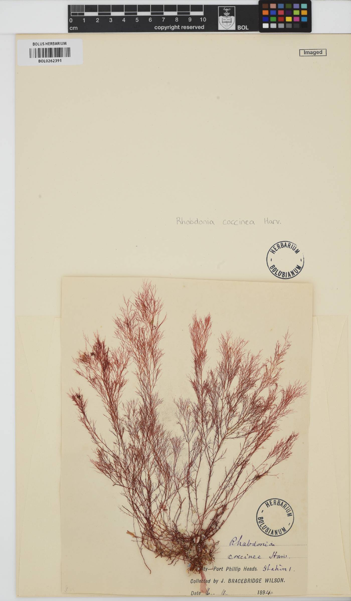 Rhabdonia coccinea image
