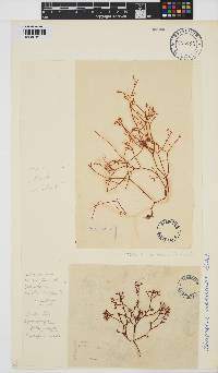 Rhabdonia natalensis image