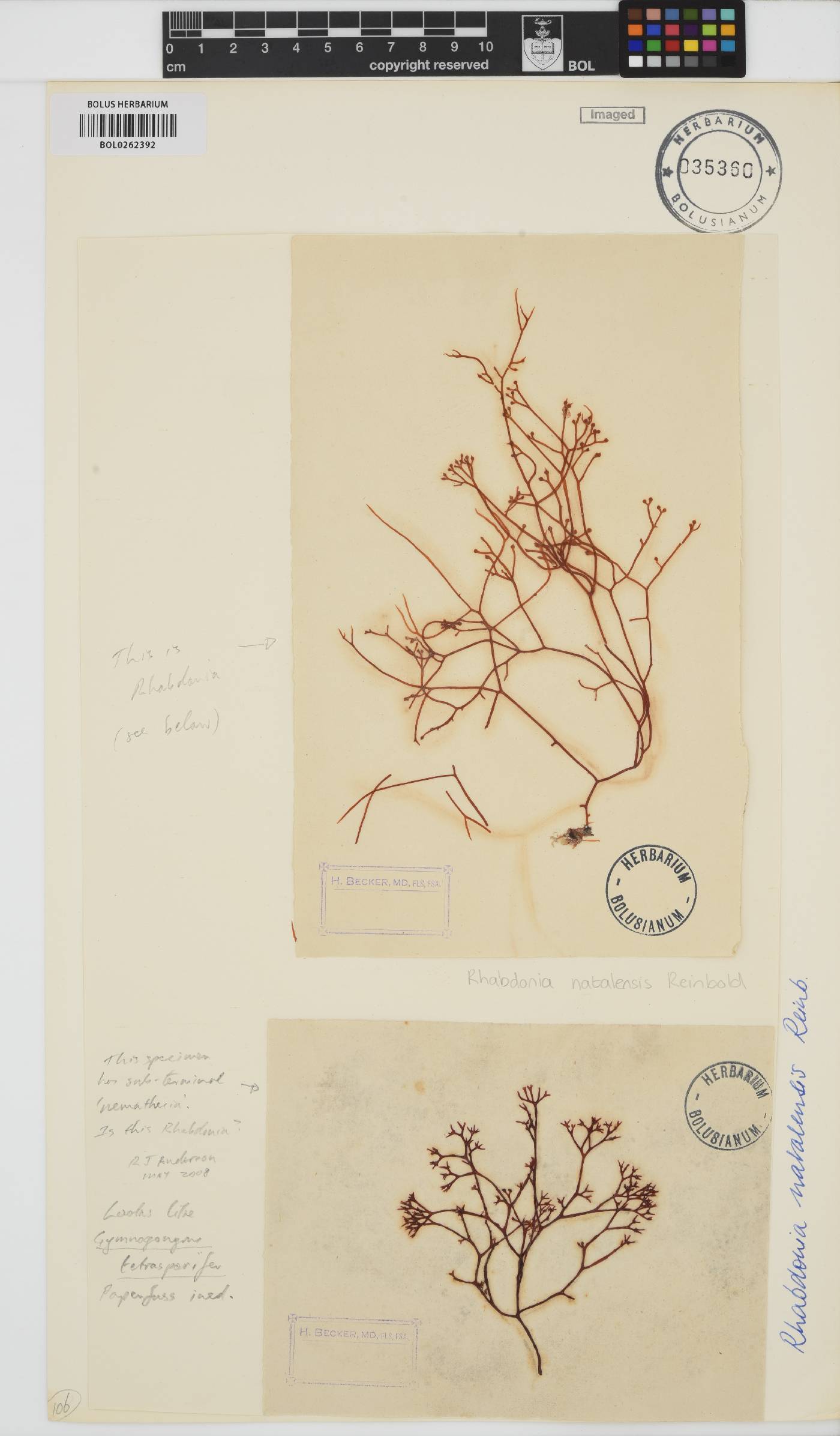 Areschougiaceae image