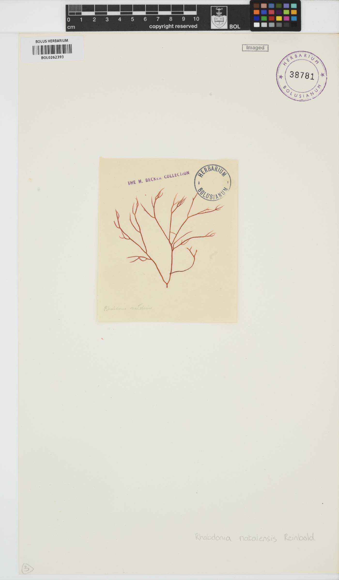 Rhabdonia natalensis image