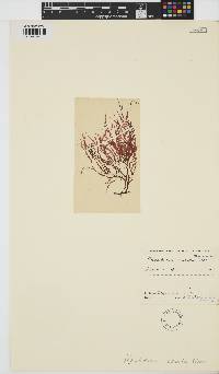 Image of Solieria robusta