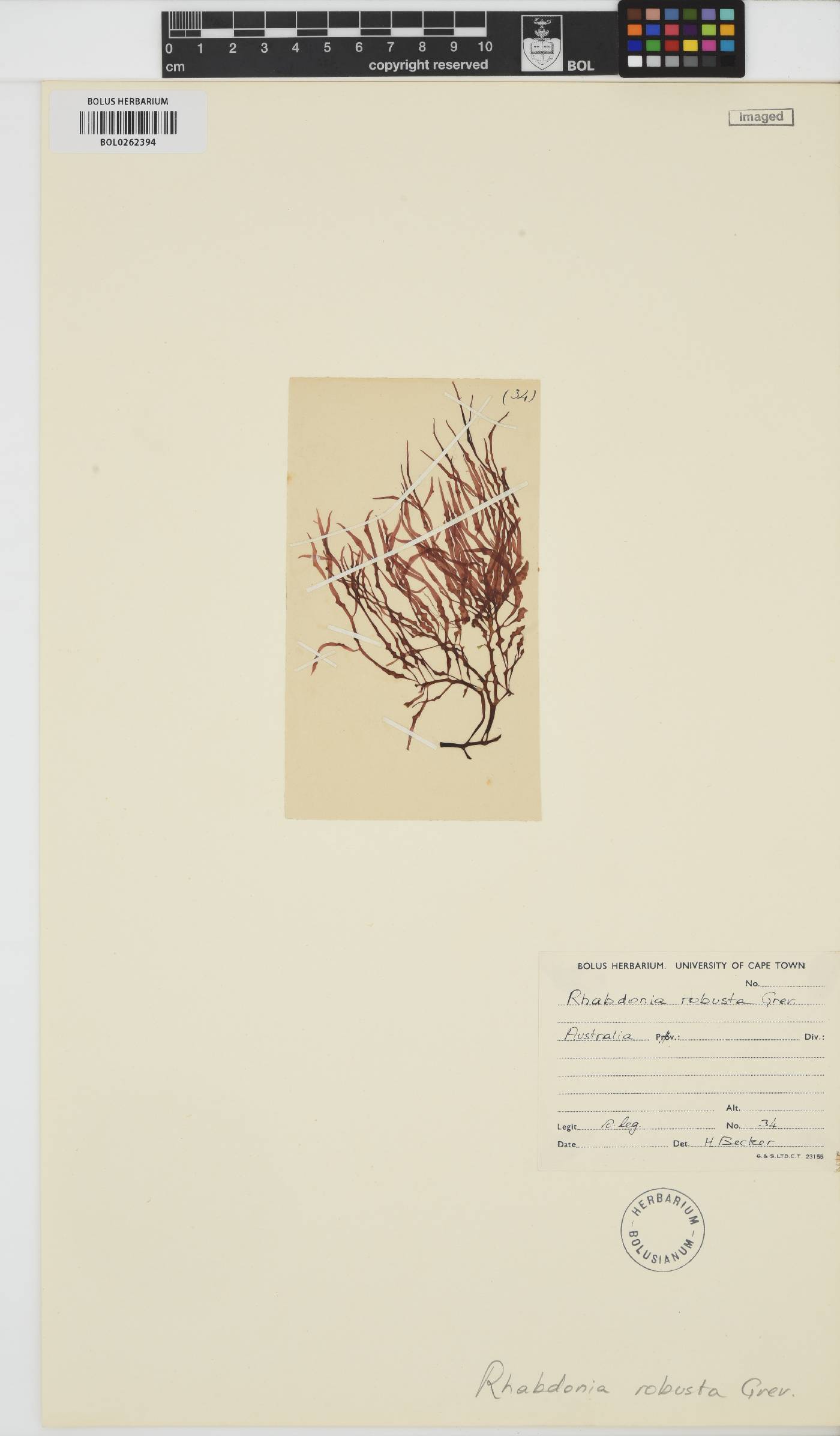 Solieria robusta image