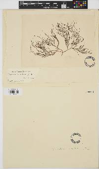Agardhiella subulata image