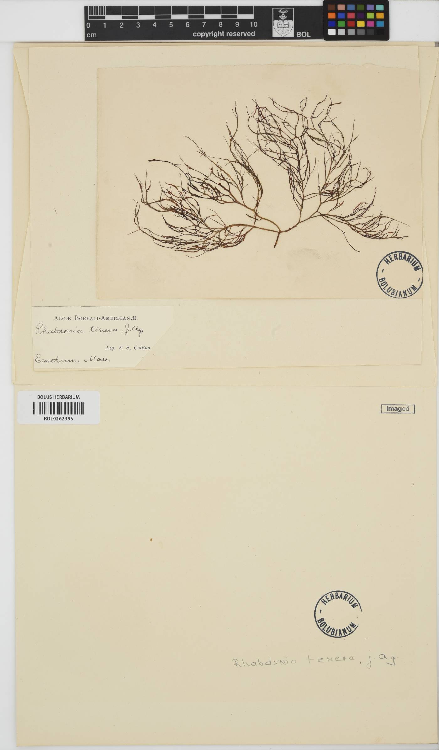 Agardhiella subulata image