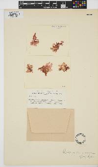 Image of Rhizopogonia asperata