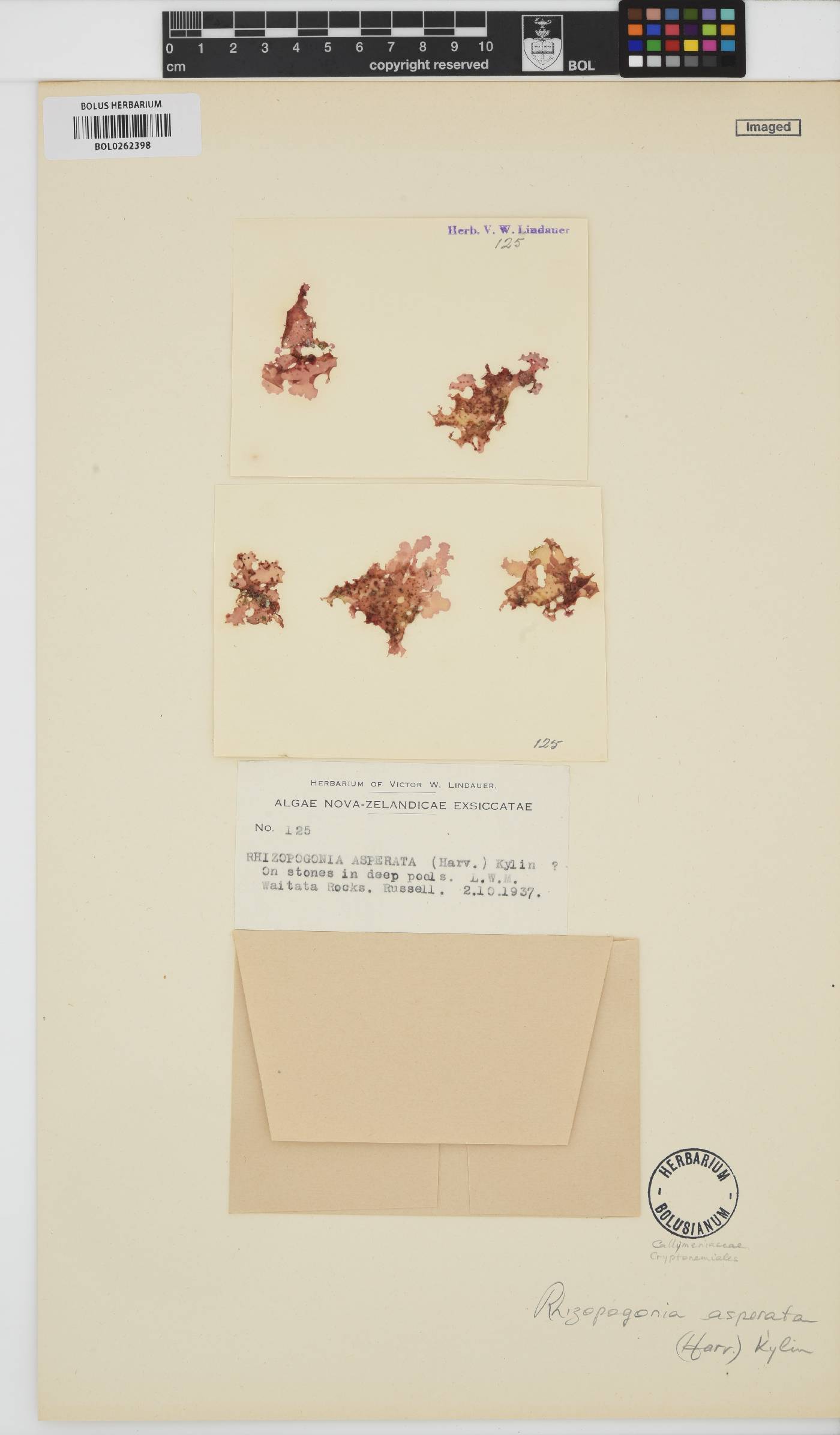 Rhizopogonia asperata image