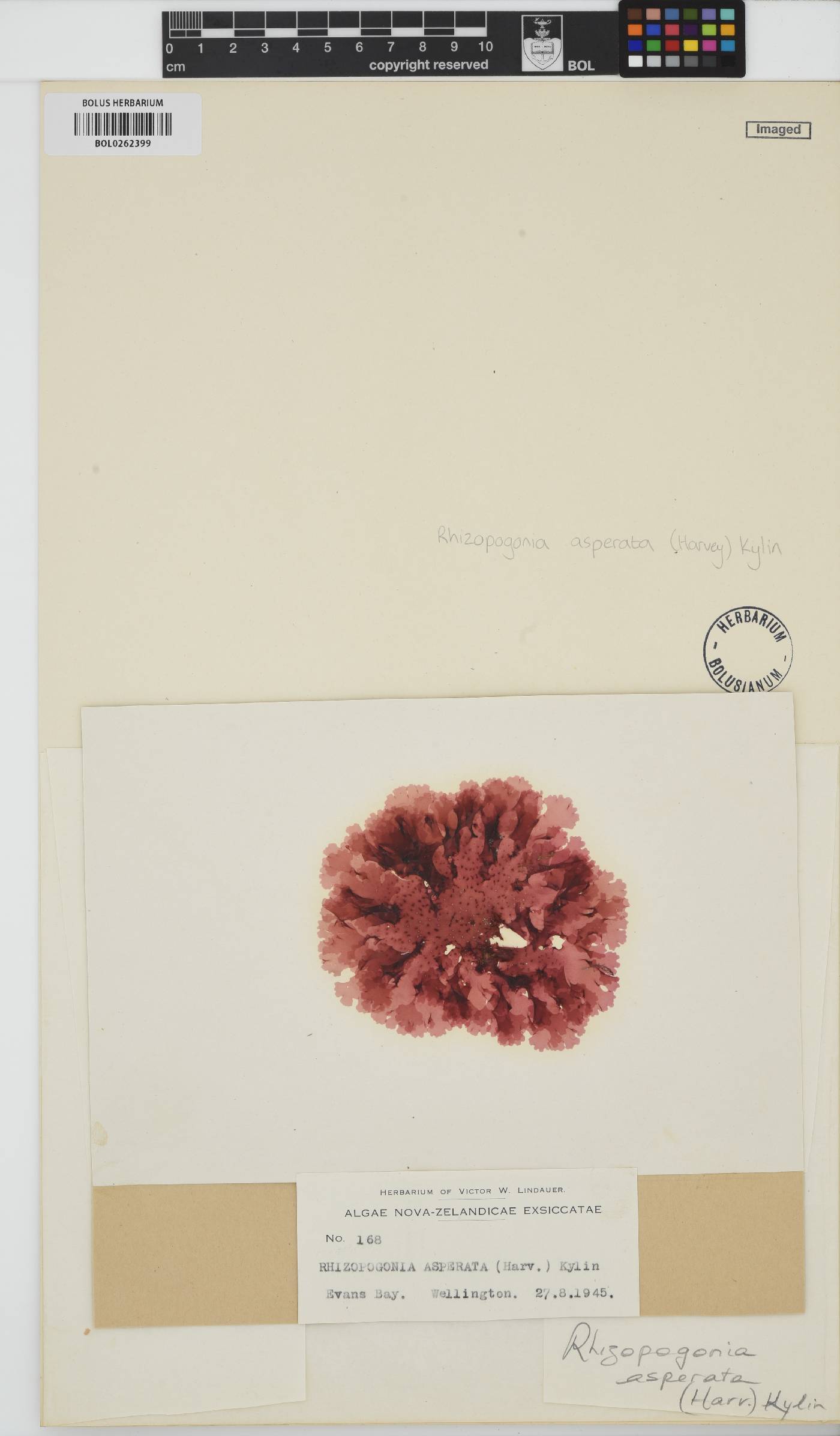 Rhizopogonia image
