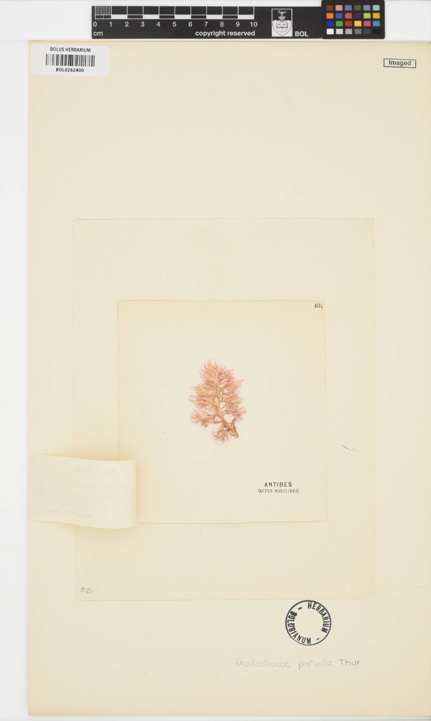 Rhodochaetaceae image