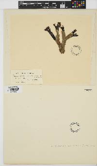 Rubrointrusa membranacea image