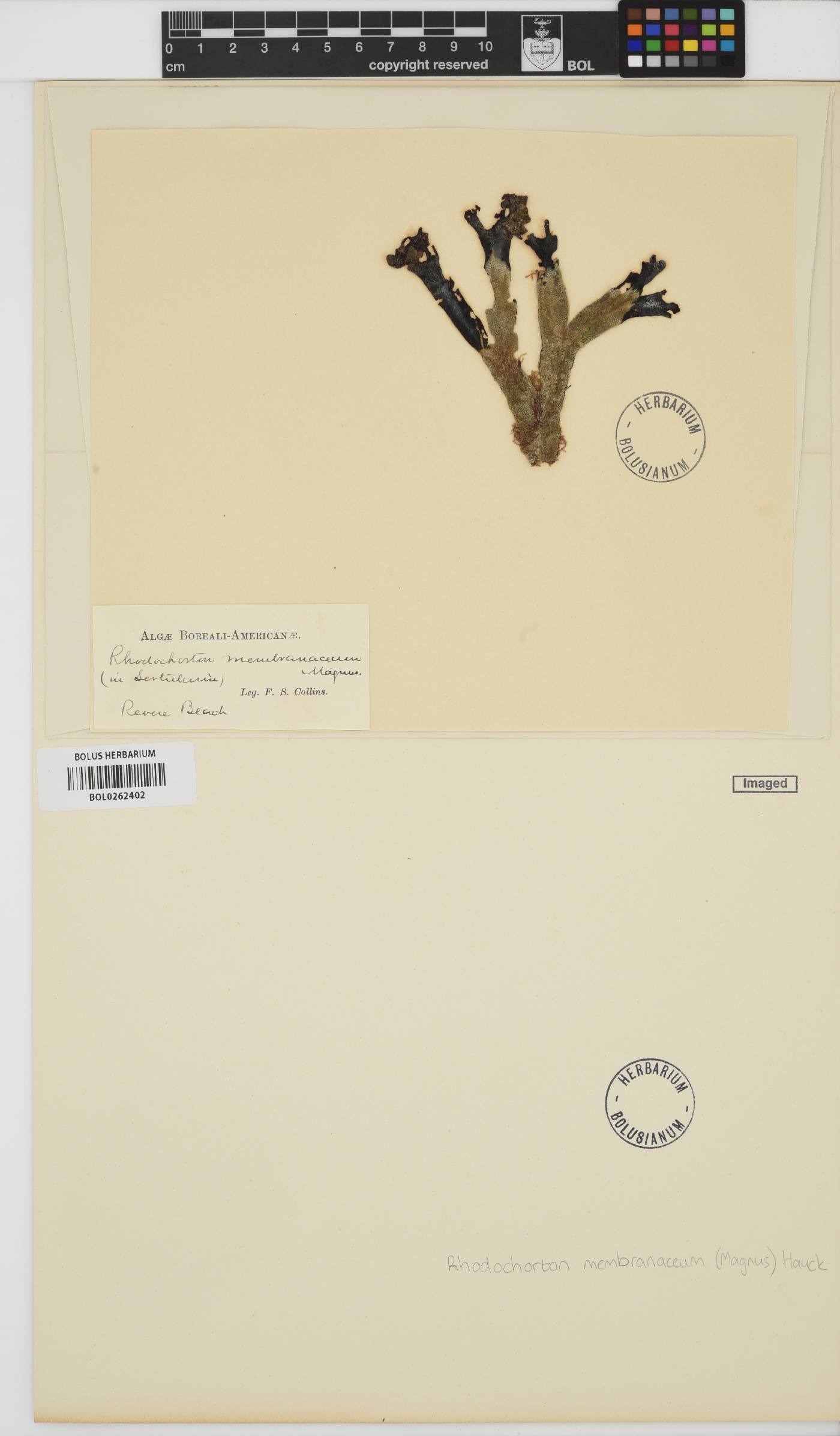 Meiodiscaceae image