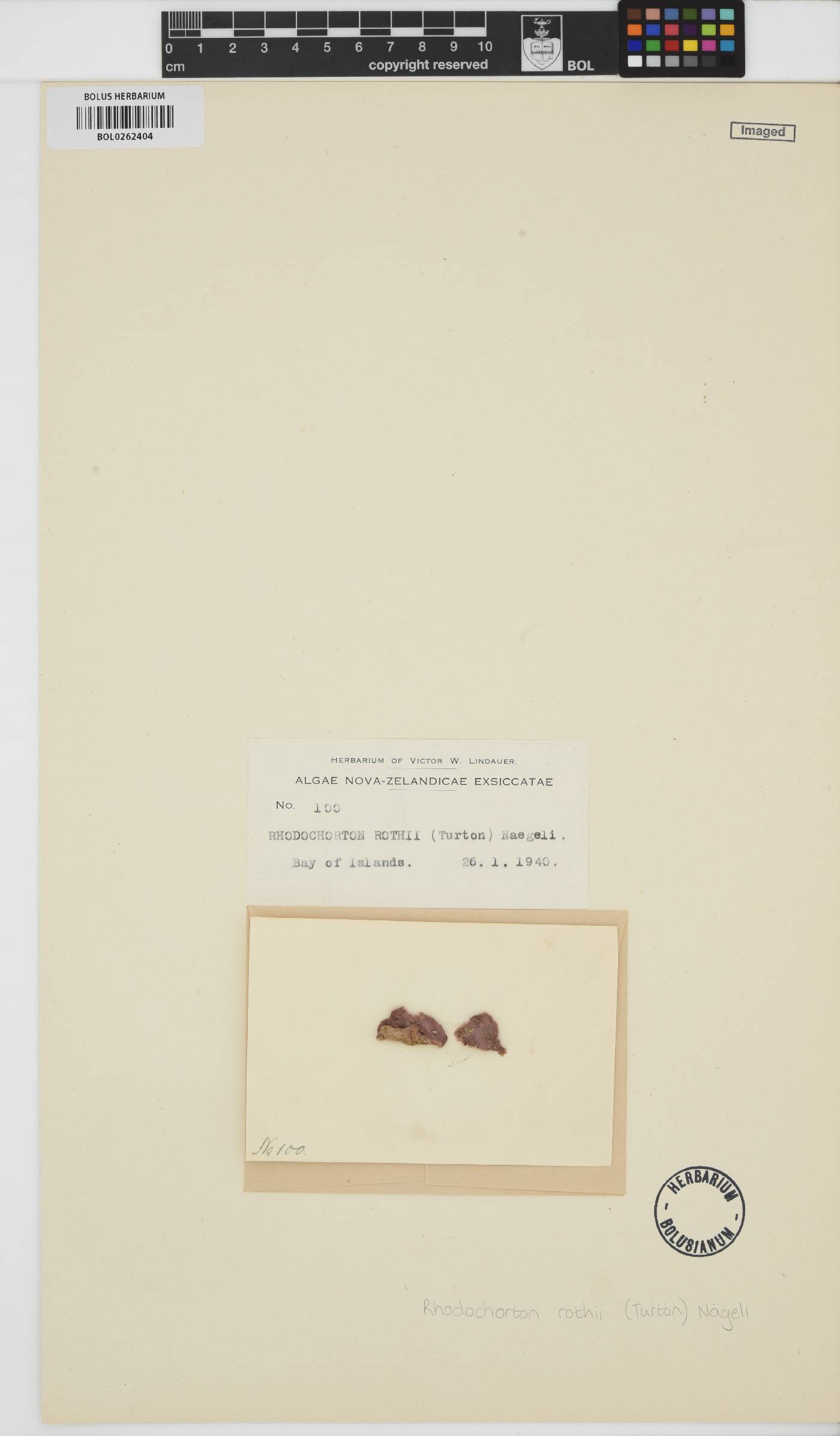 Rhodochorton purpureum image