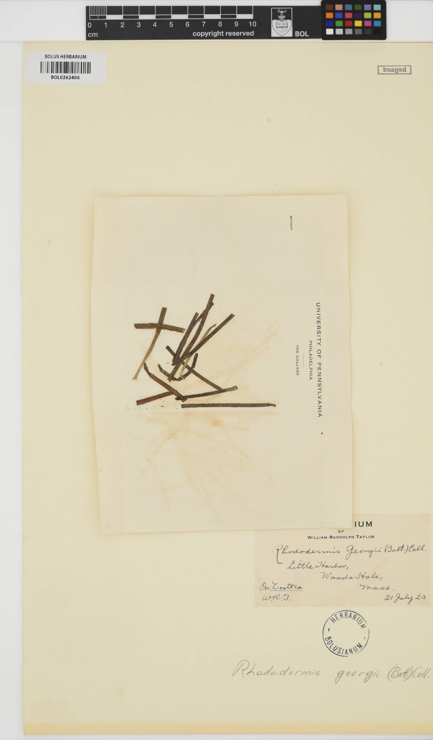 Rhodophysema georgei image